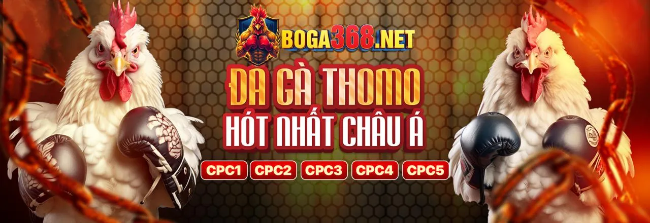 Đá gà trực tiếp Thomo 2026 với những trận đấu kịch tính và hấp dẫn